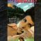 The Story of Lady Chatterley (1989)
